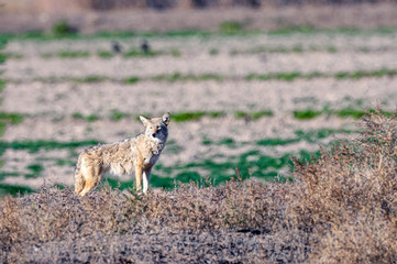 Coyote Bosque Del Apache