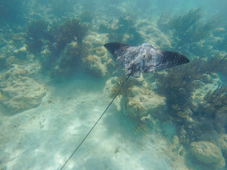 Stingray Mexico © Diego