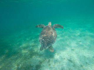 Obraz na płótnie Canvas Caribbean turtle Mexico
