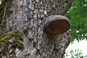 Fungus on the oak tree 