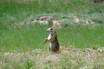 Prairie Dog