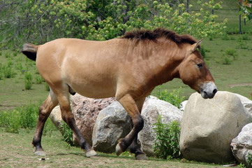 Fototapeta premium Przewalki's Horse