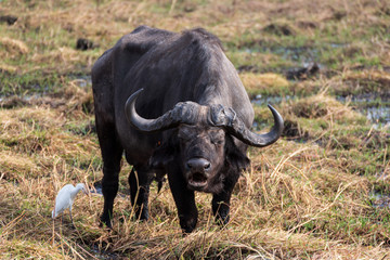 Buffalo in Chobe National park