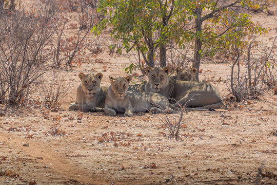 Young lions