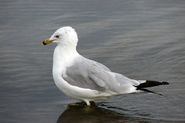 Seagull in Lake