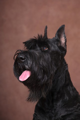 Giant Schnauzer dog portrait, looking up, on brown background