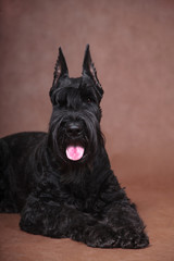Giant Schnauzer dog lies on a brown background with his tongue hanging out