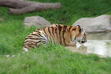 Fototapeta na wymiar Tiger at Watering Hole
