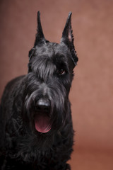 Portrait of a Giant Schnauzer dog, with expressive eye, on brown background