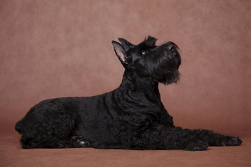 Giant Schnauzer dog lies in profile on a brown background