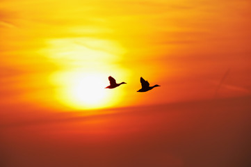 Fototapeta na wymiar Brace of Mallards in Flight at Sunset 