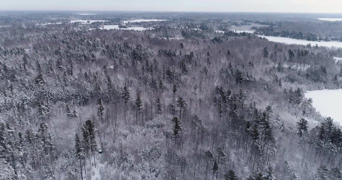 High angle aerial above wood trees and lake covered by fresh snow. Natural winter background