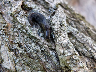 Slug on the tree