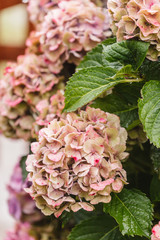 hydrangea flowers
