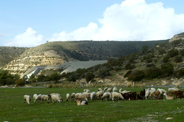 Fototapeta na wymiar Flock of sheep and goats on mountain valley