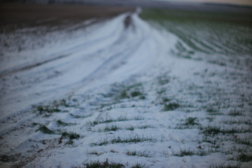 shoots of winter wheat under the snow and a country road stretching over the horizon