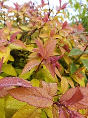 plants and flowers after a long rain in summer