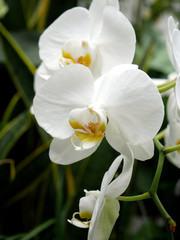 White orchid flower in garden. Close up. 