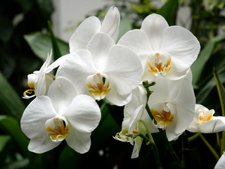 Fototapeta na wymiar White orchid flower in garden. Close up. 