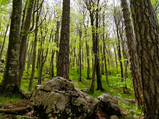 Wandern im Nationalpark Paklenica in Kroatien bei Zadar - Aktivurlaub mit Wandern und Klettern in Europa im Wald
