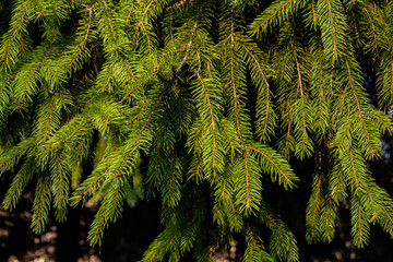 fir branches in the forest