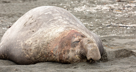 Close up of Southern Elephant Seal with bloody face 