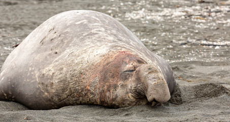 Fototapeta premium Close up of Southern Elephant Seal with bloody face 