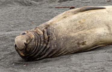 Male Southern Elephant Seal, South Georgia