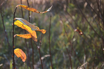 A branch in the forest with golden leaves at sunset, lit by the rays of the sun in autumn