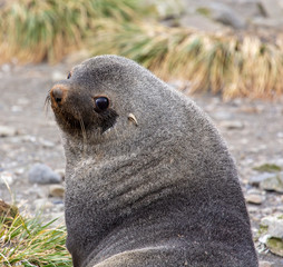 Naklejka premium Male Antarctic Fur Seal, South Georgia