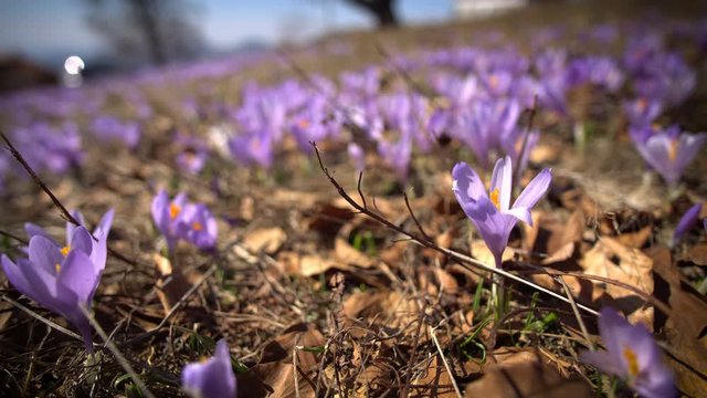 beautiful safron purple flowers on the meadow