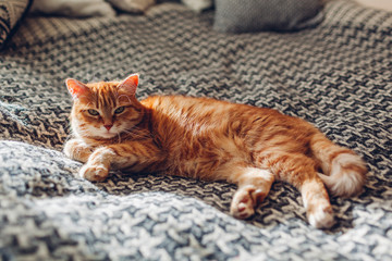 Ginger cat relaxing on couch in living room lying on blanket. Pet enjoying sun at home