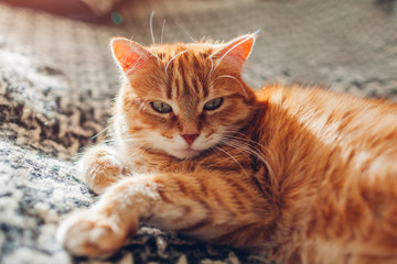 Ginger cat relaxing on couch in living room lying on blanket. Pet enjoying sun at home