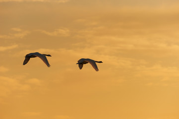 Brace of Swans in Flight 