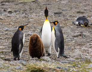 Fototapeta premium Group of King Penguins, South Georgia 