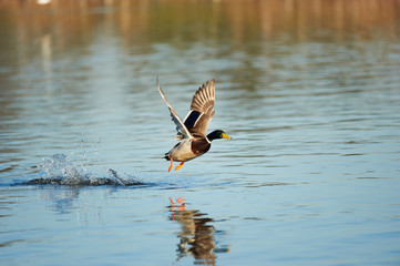 Mallard Taking Flight From Water 