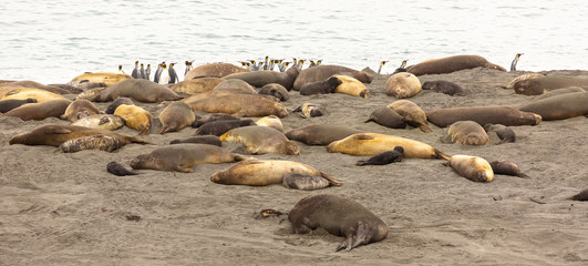 How are we going to get through those? King penguins and Elephant seals, South Georgia