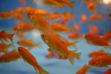 Goldfish swimming in a fish tank at a pet store 