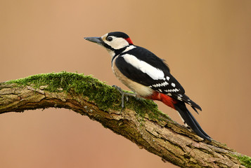 Great Spotted Woodpecker (Dendrocopos major)