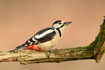 Great Spotted Woodpecker (Dendrocopos major)