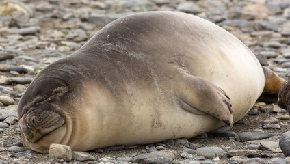 Resting Southern Elephant Seal pup, South Georgia