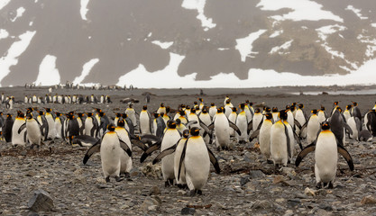 Obraz premium Marching King Penguins, South Georgia