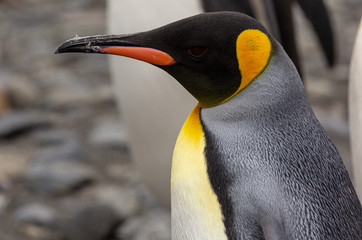 King Penguins in South Georgia