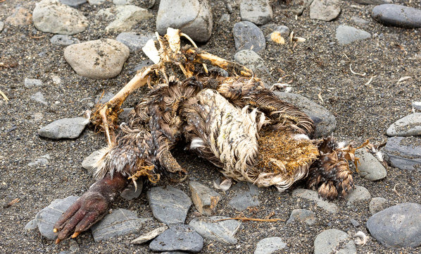 King Penguin carcass on beach in South Georgia 