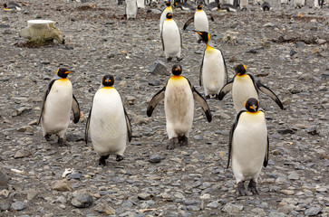 Obraz premium King Penguins in South Georgia