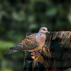 Bird of prey in wild nature
