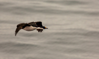 Imperial Shag or Cormorant in flight, South Georgia