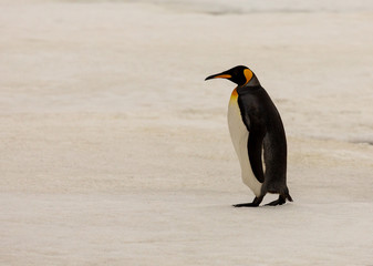 King Penguin marching on snow South Georgia