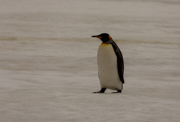 King Penguin walking on snow in South Georgia
