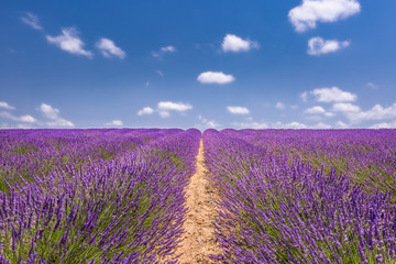 Fototapeta na wymiar Lavender flower blooming scented fields in endless rows and a blue cloud sky. Landscape in Valensole plateau, Provence, France, Europe.
